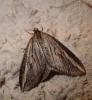 Chesias legatella